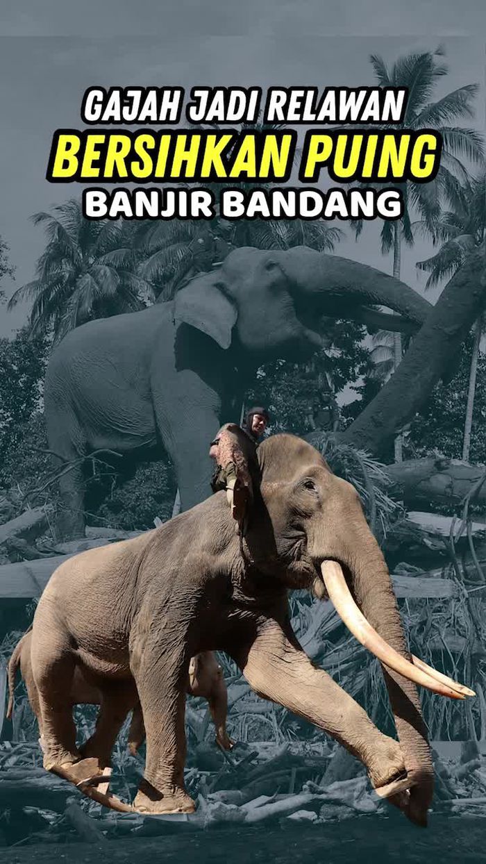 Video: 4 Gajah Terlatih Bantu Bersihkan Puing Banjir Bandang di Aceh