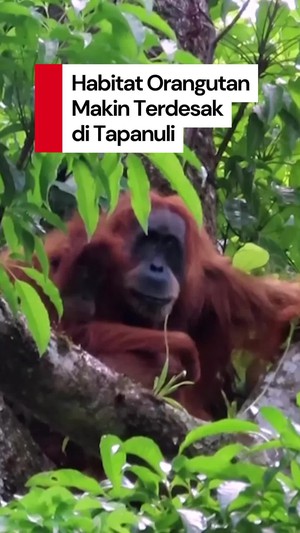 Video: Penjaga Hutan Soroti Populasi Orangutan yang Makin Terdesak di Tapsel