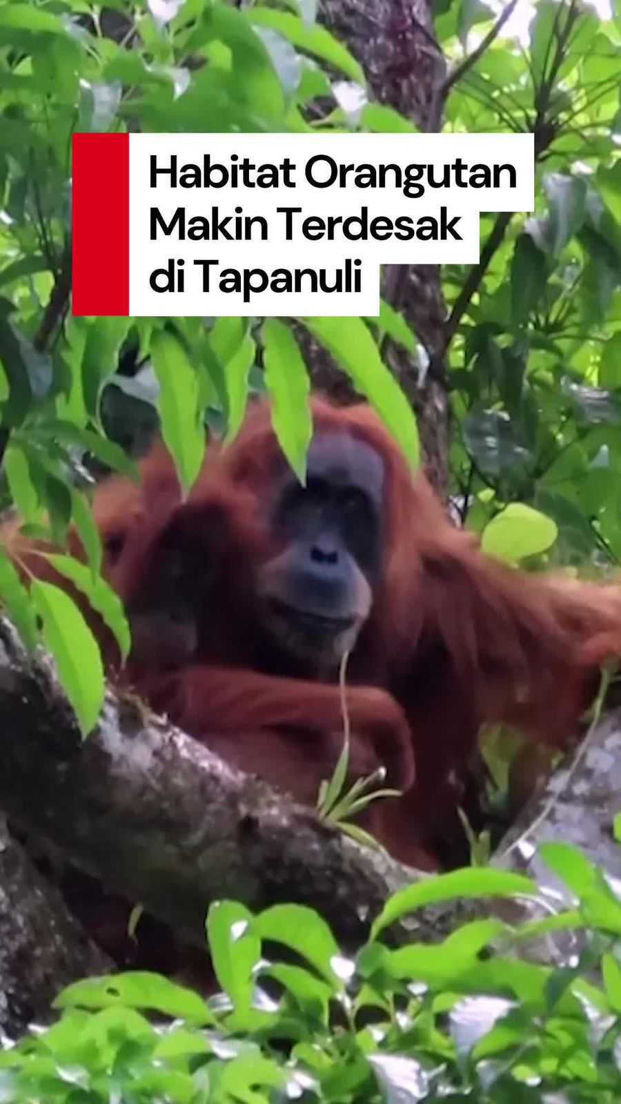 Video: Penjaga Hutan Soroti Populasi Orangutan yang Makin Terdesak di Tapsel