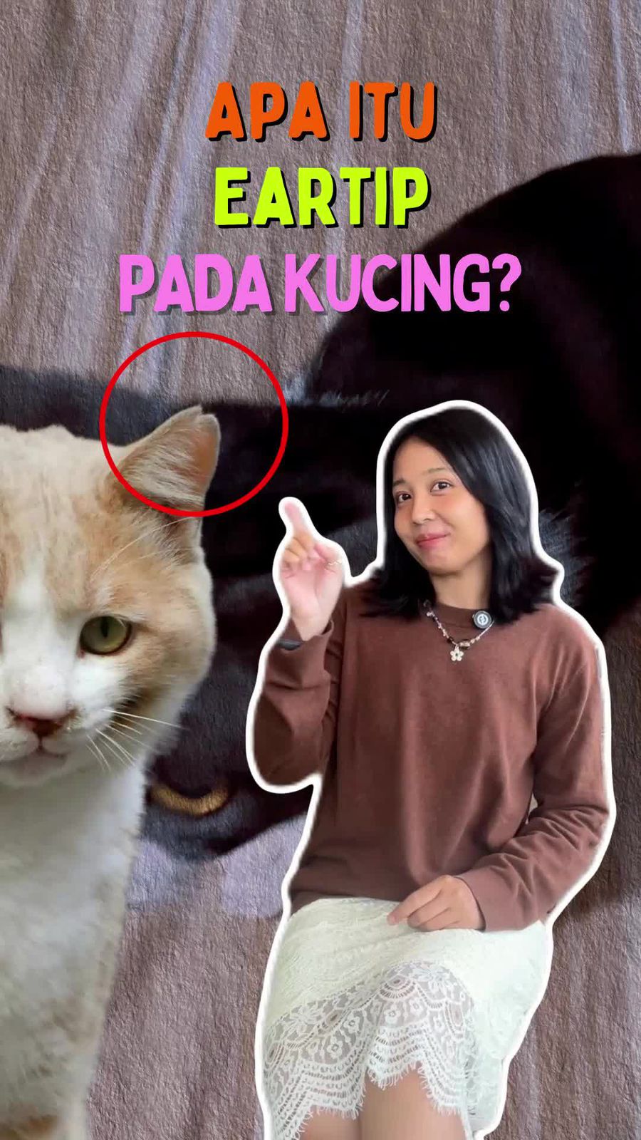 Video: Bahas soal Eartip pada Kucing