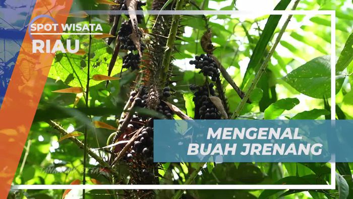 Mengenal Buah Jrenang Sebagai Pewarna Alami di Suku Talang Mamak, Riau