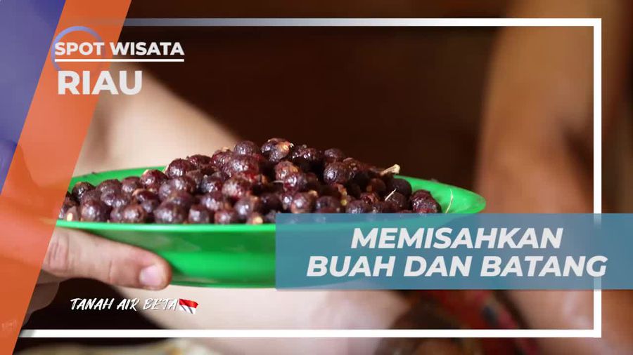 Memisahkan Buah dan Batang Buah Jrenang untuk Mewarnai Tikar di Riau