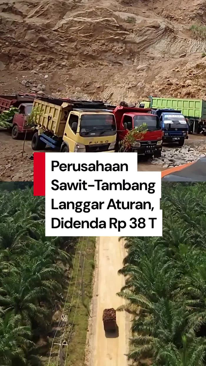 Video: Denda Perusahaan Sawit-Tambang yang Langgar Aturan Capai Rp 38 T