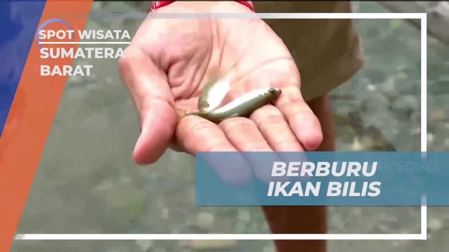 Berburu Ikan Bilis Secara Tradisional di Danau Singkarak
