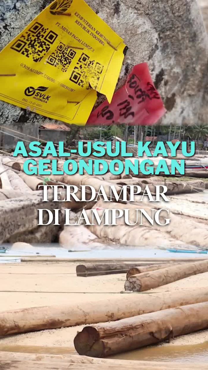 Video: Viral Kayu Gelondongan Terdampar di Lampung, Punya Siapa?