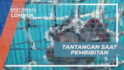 Menyikapi Tantangan dalam Pembibitan Mutiara dan Melihat Kualitasnya yang Tinggi di Lombok