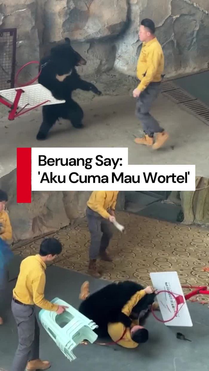 Video: Beruang Serang Pawang saat Pertunjukan Sirkus di China