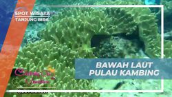 Menikmati Keindahan Bawah Laut Pulau Kambing di Tanjung Bira