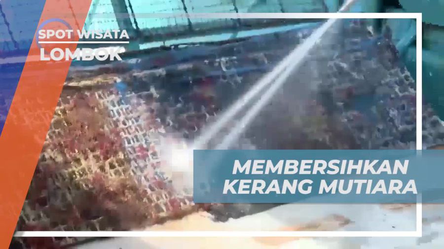Membantu Membersihkan Kerang Mutiara yang Baru Diangkat dari Laut di Lombok