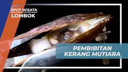 Mengikuti Proses Panen Mutiara yang Menghabiskan Waktu Hingga Empat Tahun di Lombok
