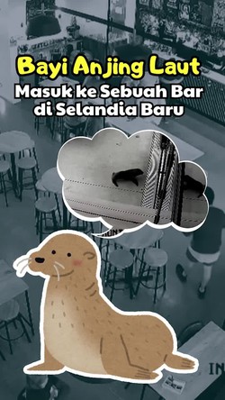 Video Gemas! Aksi Bayi Anjing Laut Nyelonong Masuk Bar di Selandia Baru