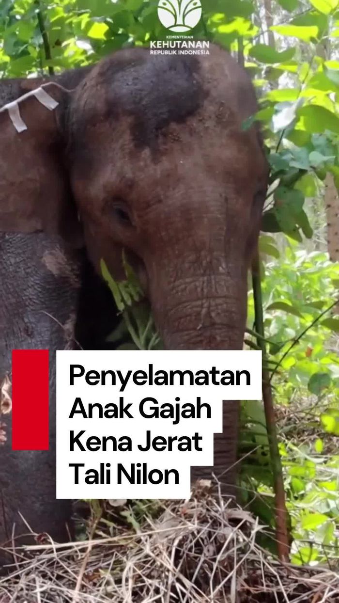 Video: Momen Menegangkan Balai Besar KSDA Riau Selamatkan Anak Gajah Kena Jerat