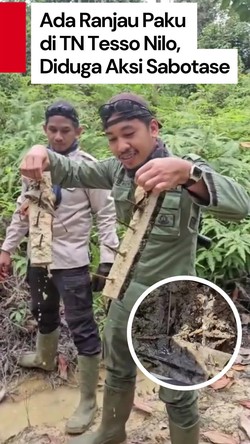 Video: Lagi-lagi! Ditemukan Ranjau Paku di Jalur Gajah TN Tesso Nilo