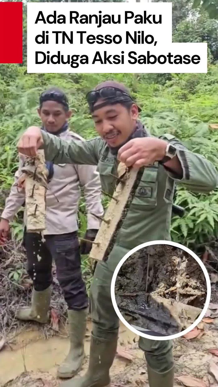 Video: Lagi-lagi! Ditemukan Ranjau Paku di Jalur Gajah TN Tesso Nilo