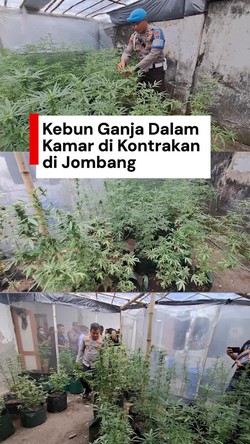 Video: Terbongkar Kebun Ganja Dalam Kamar Kontrakan di Jombang