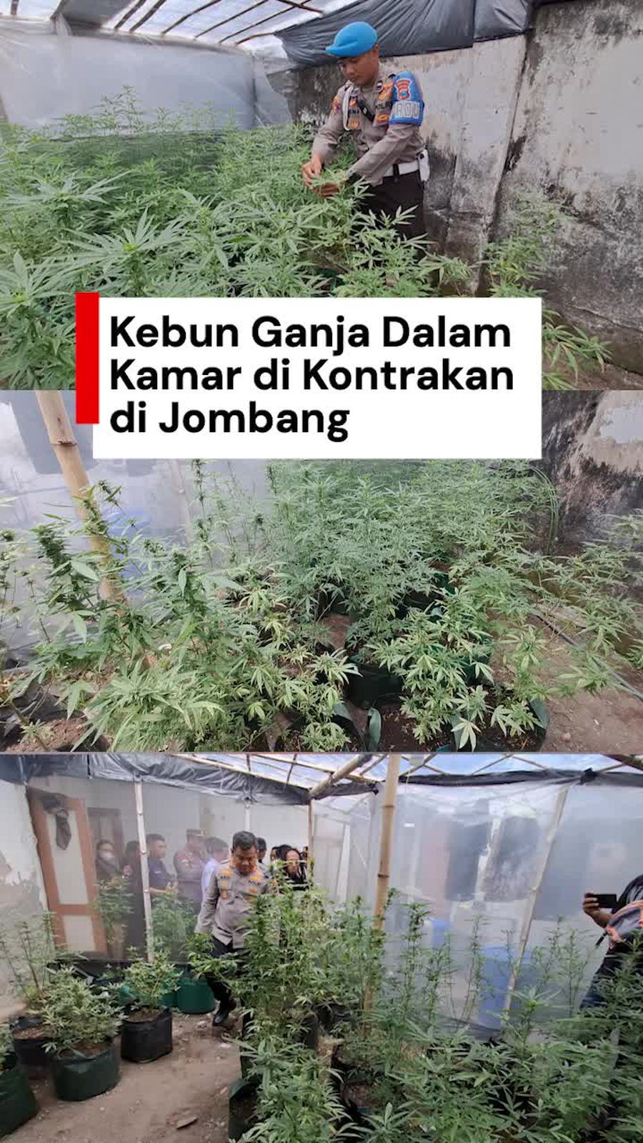 Video: Terbongkar Kebun Ganja Dalam Kamar Kontrakan di Jombang