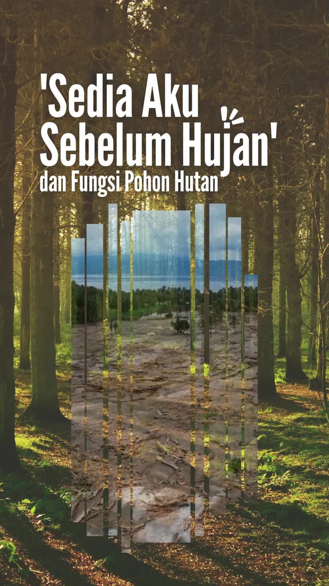 Video: Lirik Sedia Aku Sebelum Hujan Cocok Banget ke Fungsi Pohon Hutan