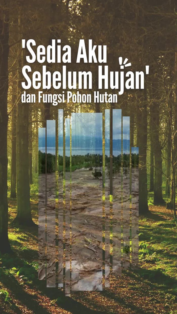 Video: Lirik Sedia Aku Sebelum Hujan Cocok Banget ke Fungsi Pohon Hutan