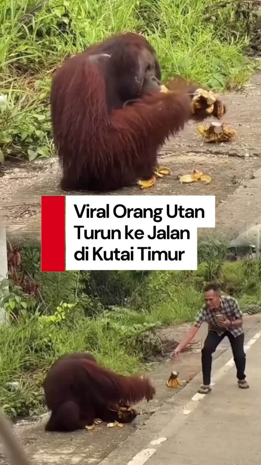 Video Viral Orang Utan Diberi Makan Pengendara di Jalanan Kaltim