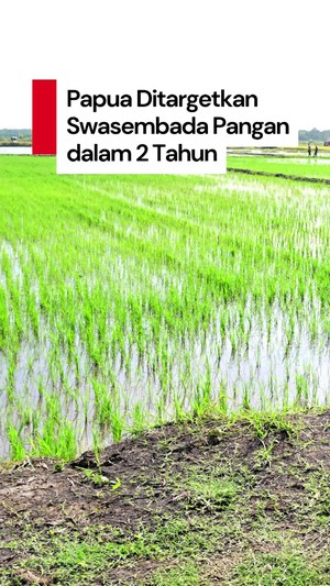 Video Mentan Targetkan Papua Bisa Swasembada Pangan dalam 2 Tahun