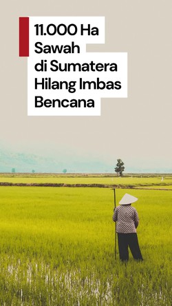 Video: 11.000 Hektare Sawah Terdampak Banjir Sumatera Bakal Dicetak Ulang