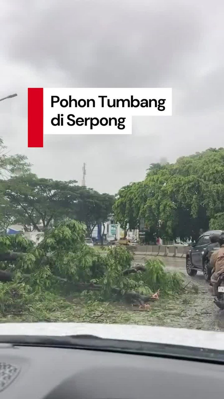 Video: Diterpa Angin Kencang, Pohon Tumbang Timpa Mobil Pikap di Serpong