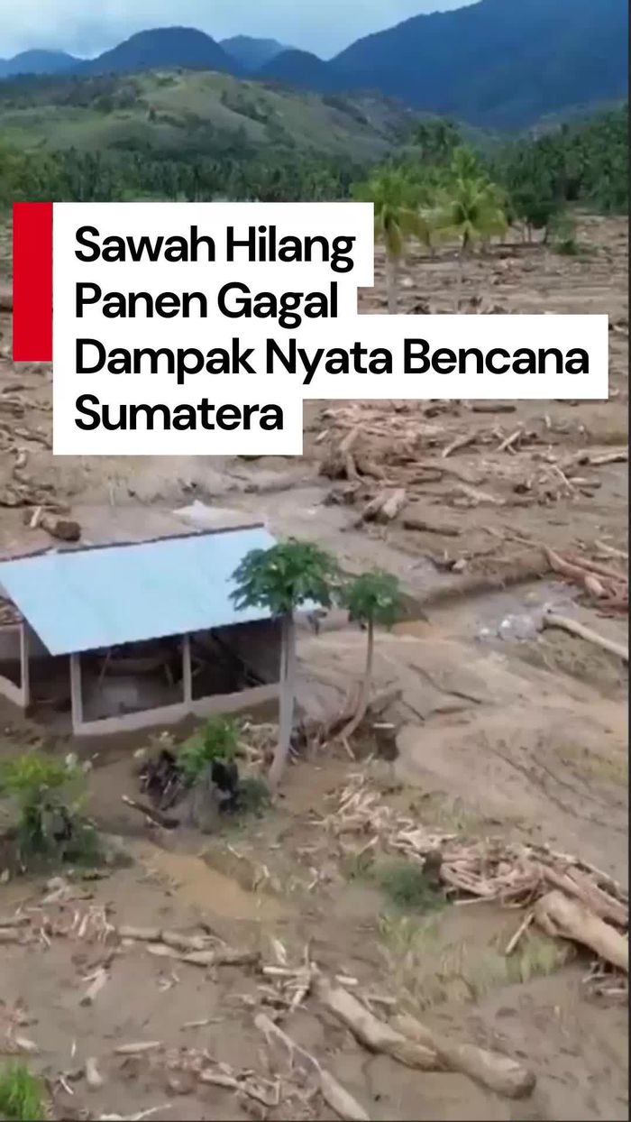 Video: Bencana Sumatera Bikin 70 Ribu Hektare Sawah Gagal Panen