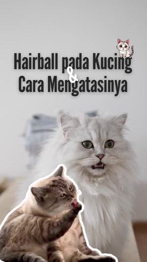 Video: Kupas Tuntas Hairball pada Kucing