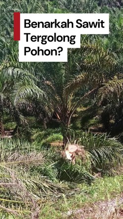 Video Cek Fakta: Benarkah Sawit Tergolong Pohon?