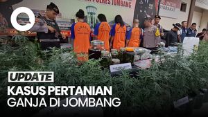 Video: Peran 4 Tersangka Kasus Pertanian Ganja di Jombang
