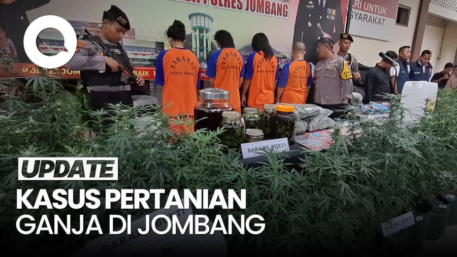 Video: Peran 4 Tersangka Kasus Pertanian Ganja di Jombang