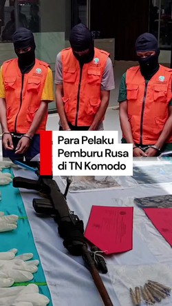 Video: 3 Pelaku Perburuan Rusa di TN Komodo Ditangkap, 5 Masih Buron
