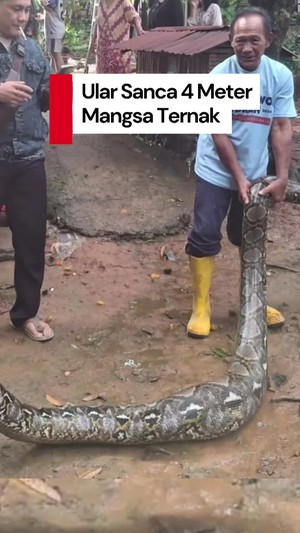 Video Makan Ternak Warga di Depok, Ular Sanca 4 Meter Dievakuasi Damkar