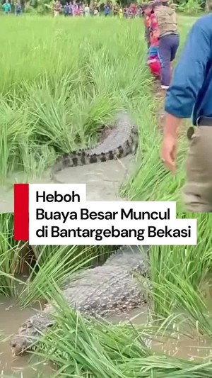 Video: Seekor Buaya Besar Muncul di Sawah Bantargebang Bekasi