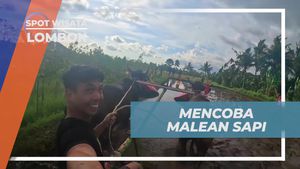 Pengalaman Seru Mencoba Malean Sapi di Lombok