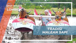 Tradisi Malean Sapi yang Menakjubkan di Lombok