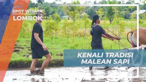 Mengenal Lebih Dekat Tradisi Malean Sapi di Lombok