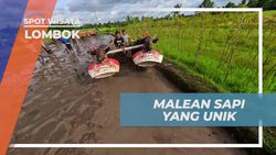 Menikmati Budaya Malean Sapi yang Unik di Lombok