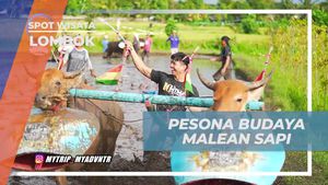 Pesona Tradisi Malean Sapi yang Memikat di Lombok