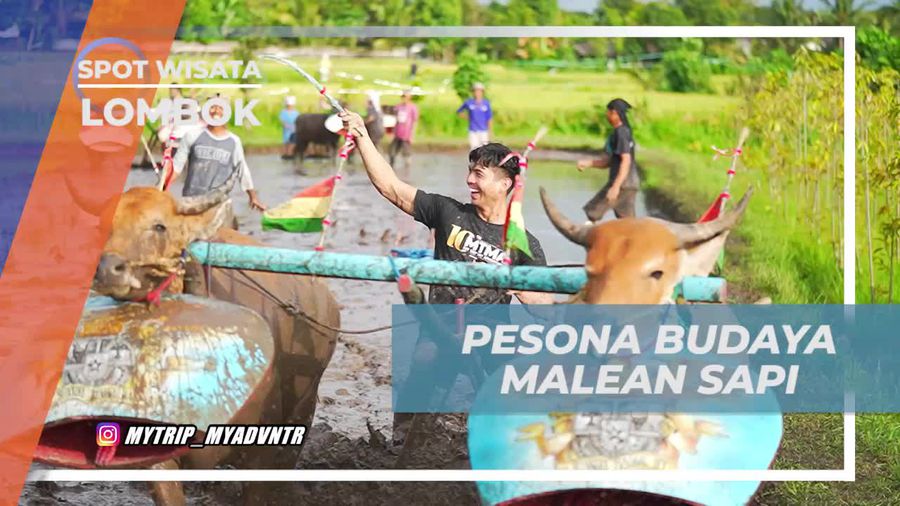 Pesona Tradisi Malean Sapi yang Memikat di Lombok
