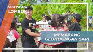 Menghias Sapi dengan Glondongan di Lombok