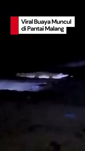 Video: Heboh Buaya di Pantai Watu Leter Malang, Polisi Minta Warga Lapor