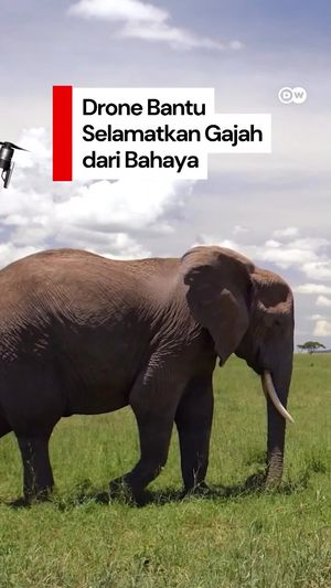 Video: Drone Bisa Bantu Selamatkan Gajah dari Bahaya, Gimana Caranya?