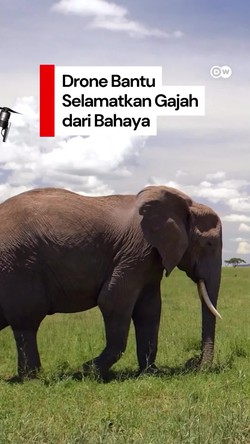 Video: Drone Bisa Bantu Selamatkan Gajah dari Bahaya, Gimana Caranya?