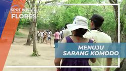 Jelajahi Sarang Komodo yang Menakjubkan, Flores