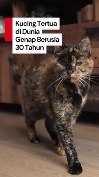 Video: Flossie, Kucing Tertua di Dunia yang Kini Berusia 30 Tahun