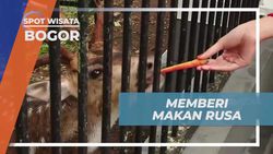 Memberi Makan Rusa di Sekitar Istana Bogor