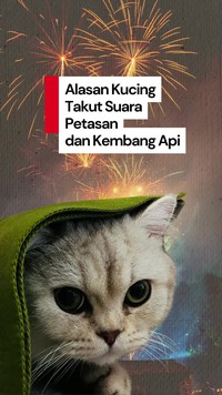 Video: Kenapa Kucing Takut Suara Petasan dan Kembang Api?