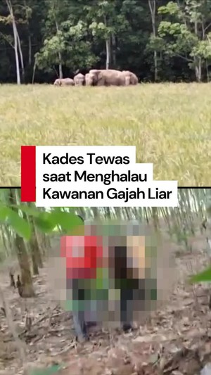 Video: Kades di Lampung Timur Tewas Mengenaskan saat Halau Gajah Liar