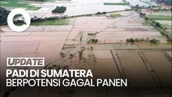 Video: 11,43% Lahan Padi di Sumatera Berpotensi Gagal Panen Buntut Bencana